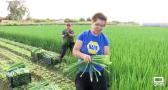 Así se recoge el cebollino en Montearagón