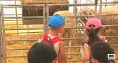 Los niños son ganaderos por un día en la Feria nacional del campo de Manzanares