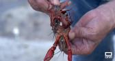 De pesca de cangrejos en el río Algodor