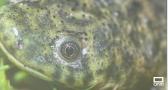 Halladas 7 nuevas especies de anfibios en Horcajo de los Montes