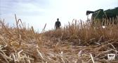 Atípica campaña de cereal en la provincia de Albacete