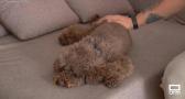 Consejos para proteger a nuestras mascotas del calor