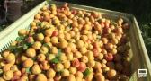Buena cosecha de albaricoques en Isso (Albacete)