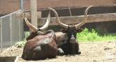 Una nueva vida en el Bioparque de La Rocha, en Alborea