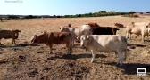 Las carnes de Pecados de San Bernardo, del campo a la mesa