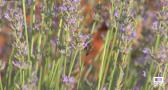 Siega de la lavanda en Ossa de Montiel