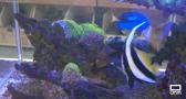 Coral Fish, tienda especializada en crear ecosistemas acuáticos