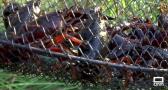 De pesca de cangrejos en Los Navalucillos