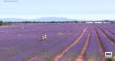 Brihuega luce sus campos de lavanda