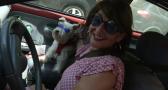 Viajar en el coche con perros o gatos