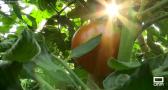 Los famosos tomates del Real de San Vicente (Toledo)