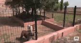 Residencia canina "La Martina" en Casarrubios del Monte