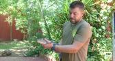 El caimán rescatado en Almansa se encuentra en el Safari de Madrid