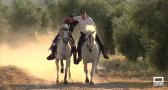 Días de entrenamiento para ver los caballos enjaezados del Carpio de Tajo