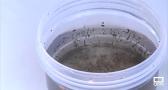 Instalan en seis municipios de Guadalajara trampas contra mosquitos y garrapatas