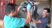 Los caballos también necesitan un dentista