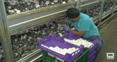 Villalgordo de Júcar, líder en producción de champiñones