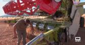 El proceso de la cosecha de cereal en la finca Dehesa Ardales de Los Yébenes