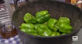 Recogida de pimientos en Tomelloso