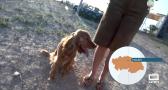 Un hotel canino en Villamiel