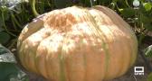 Una calabaza de 450 kilos en Marchamalo