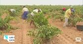 Bolsa de empleo de vendimiadores en Campo de Criptana
