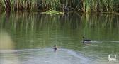 Récord histórico de aves en las Tablas de Daimiel