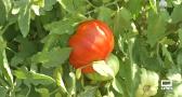Cata de tomates en Fuentealbilla