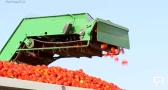 Empieza la campaña de recogida de tomate en La Puebla de Montalbán