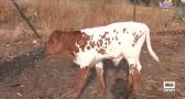 Así se amansa a los bueyes para que guíen a los toros