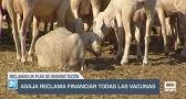 El campo - ASAJA reclama financiar todas las vacunas - 19/08/2025