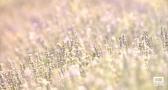La lavanda, un cultivo que ya sólo es rentable para el turismo