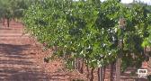 El calor afecta al rendimiento de algunas variedades de uva