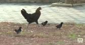 700 gallinas campan a sus anchas en Torrevieja (Alicante)