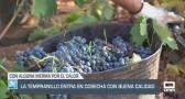 La tempranillo entra en cosecha con buena calidad - 25/08/25