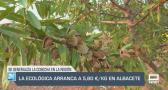 La almendra ecológica arranca con 5,80 €/kg en Albacete - 26/08/2025