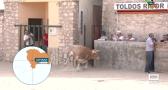 Encierro por el campo en las fiestas de Lupiana
