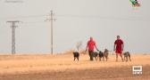 Carrera de galgos en las fiestas patronales de Santa Cruz de la Zarza