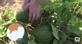 Recogida del melón en Cañada de Agra, pedanía de Hellín