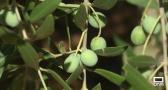 Los agricultores prevén menos producción y aceituna de menor tamaño debido al calor