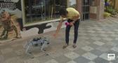 Conocemos a "Chip", el perro robot de Albacete