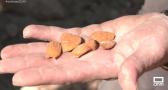 En Mondéjar comienzan a recoger la almendra