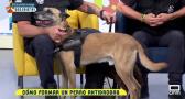 Perros policía: cómo se forman y cuáles son sus funciones