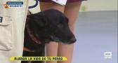 Prueban un tratamiento para ralentizar el envejecimiento de los perros
