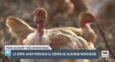 La gripe aviar provoca el cierre de algunos mercados - 11/09/2025
