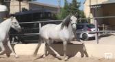 Paseo a caballo por la feria de Albacete