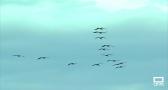 La gripe aviar se puede complicar con la migración de las aves