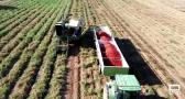 Recogemos tomates en La Puebla de Montalbán