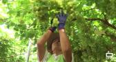 Recogemos uvas de mesa en Hellín