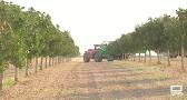 Cosecha de pistacho en Castilla-La Mancha de récord: se esperan más de 8.400 toneladas